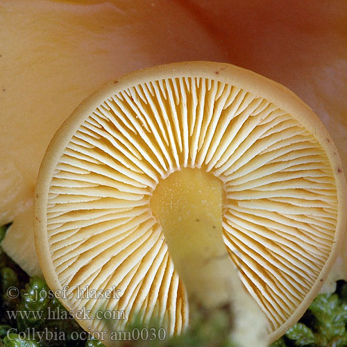 Collybia ocior am0030