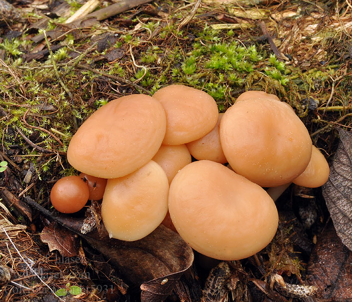 Collybia ocior Penízovka srostlá žlutolupenná rýhovaná