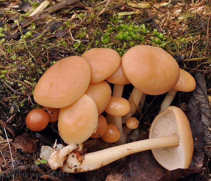 Collybia ocior Gelbblättriger Blasssporrübling Rübling