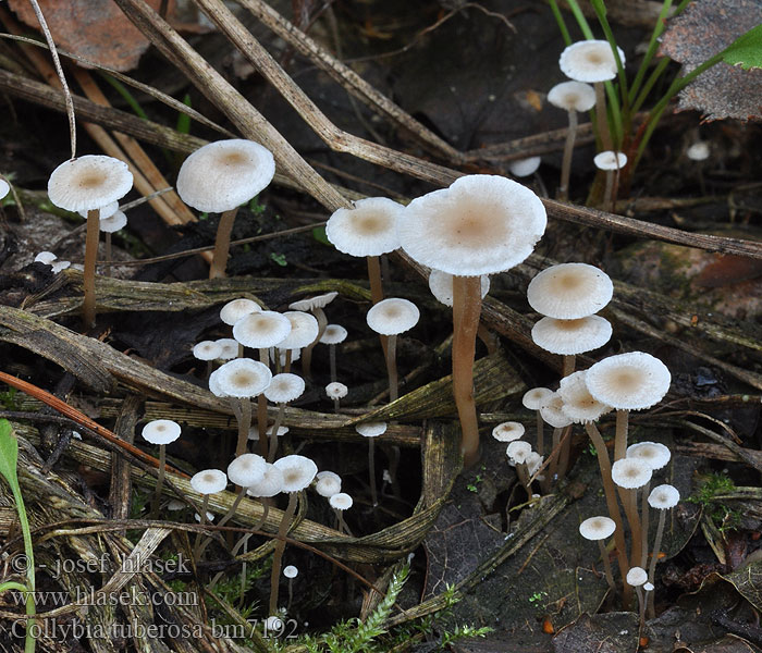 Collybia tuberosa sclerotipes Penízovka hlíznatá Braunknolliger Sklerotienrübling Spidsknoldet fladhat Ruskopahkajuurekas Purperknolcollybia Gombántermő fülőke Spissknollet flathatt Pieniążek ciemnobulwkowy Коллибия клубеньковая Peniazovka hľúzkovitá Spetsknölig nagelskivling