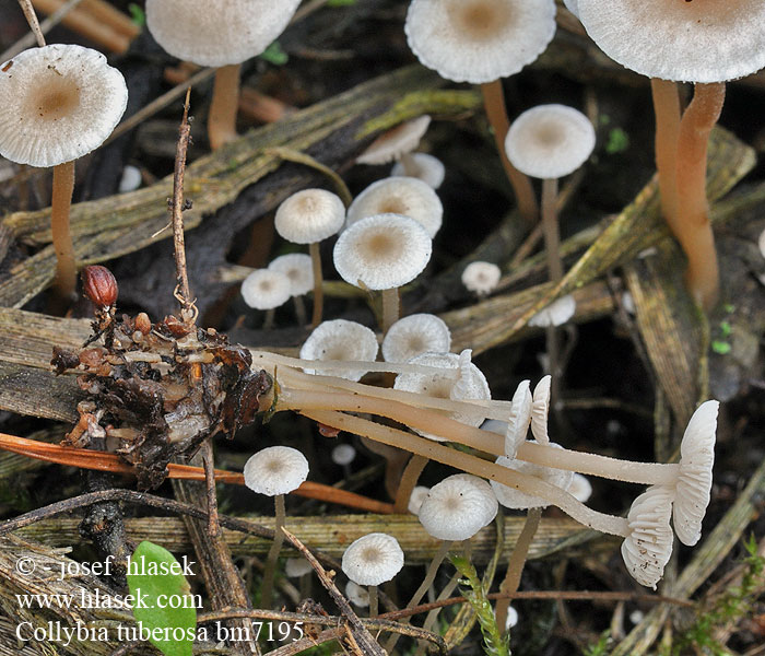 Collybia tuberosa bm7195