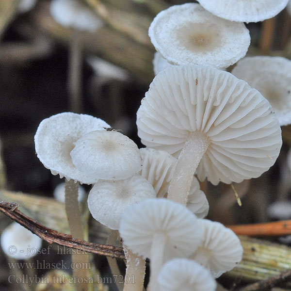 Collybia tuberosa bm7201