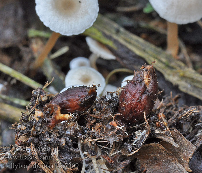 Pieniążek ciemnobulwkowy Коллибия клубеньковая Peniazovka hľúzkovitá Spetsknölig nagelskivling Collybia tuberosa sclerotipes Penízovka hlíznatá Braunknolliger Sklerotienrübling Spidsknoldet fladhat Ruskopahkajuurekas Purperknolcollybia Gombántermő fülőke Spissknollet flathatt