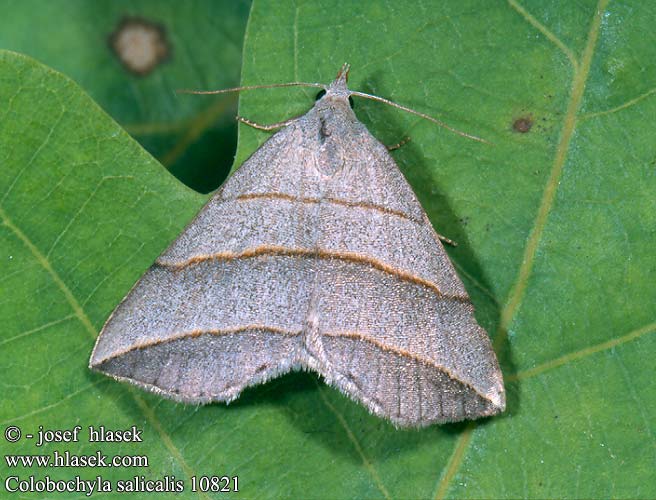 Colobochyla salicalis Weidenbuschmoor-Spannereule Weiden-Spannereule