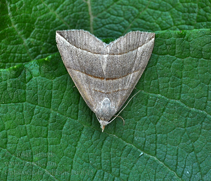 Šedice jívová Hnědavka Colobochyla salicalis