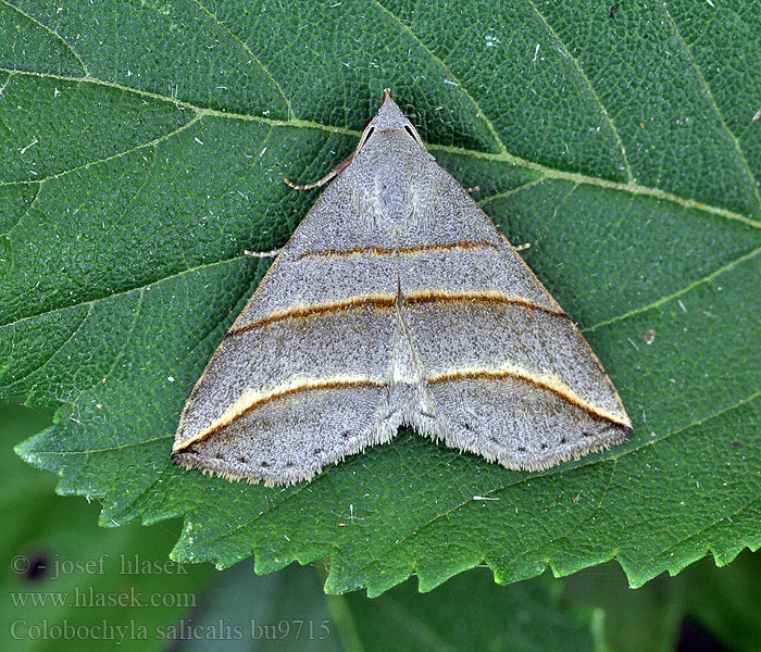 Háromsávos apróbagoly Мадопа ивовая Colobochyla salicalis