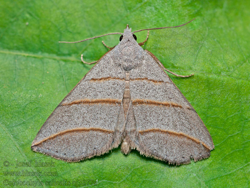 Colobochyla salicalis