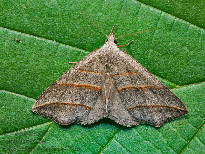 Colobochyla salicalis