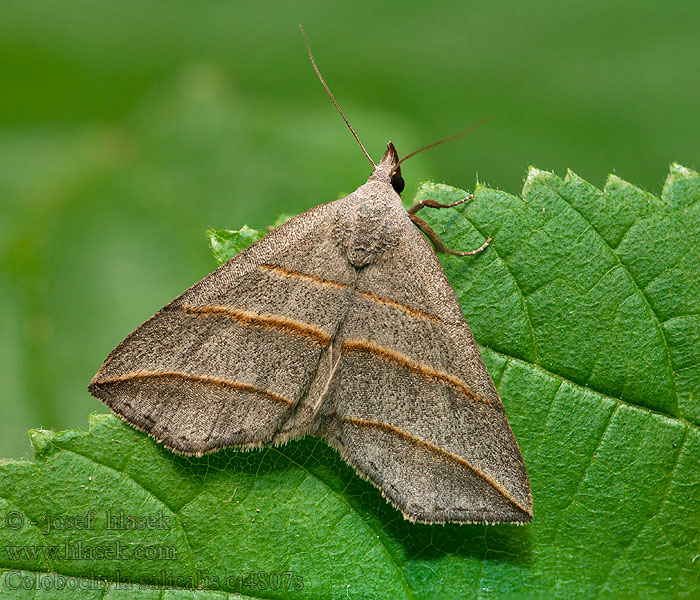 Colobochyla salicalis