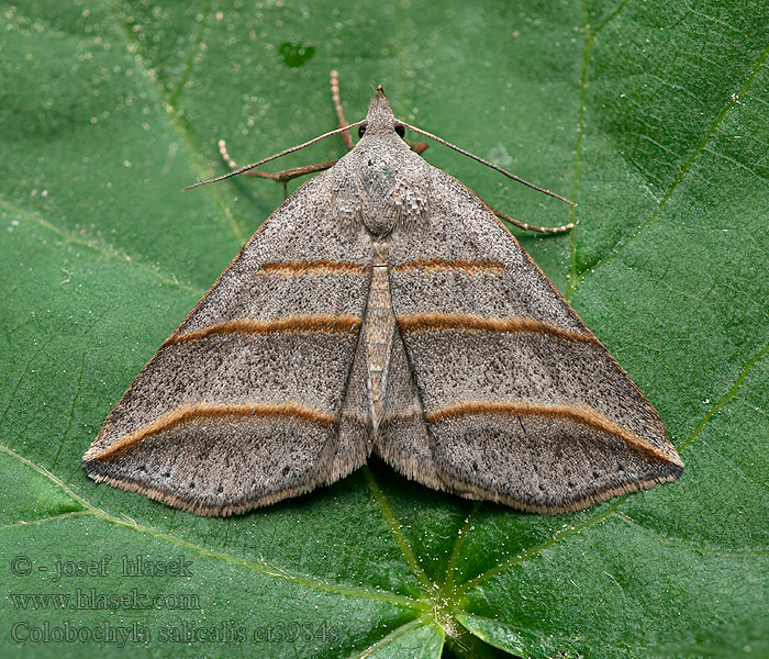 Colobochyla salicalis