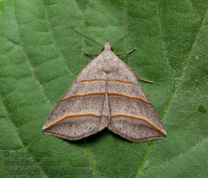 Colobochyla salicalis