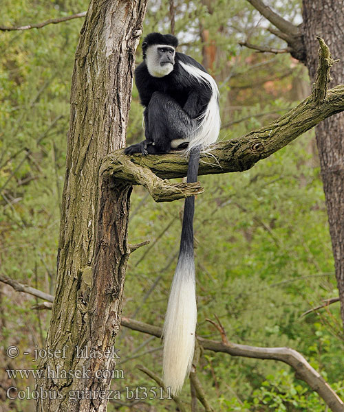 Colobus guereza Mantled Guereza Gueréza pláštíková Mantelaffe Colobus Tereza Colobe guéréza 동부콜로부스 Colobus Tereza Oostelijke franjeaap ゲレザ Gereza abisyńska Черно-белый колобус Восточный гвереца горная 東黑白疣猴 გვერეცა Гвереца Abisininė gvereca Zászlósfarkú kolobusz Гвереза Gueretsa Östlig svartvit guereza Kolobouz Guereza