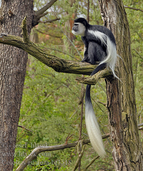 Colobus guereza bf3518