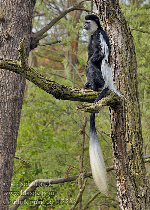 Colobus guereza bf3523