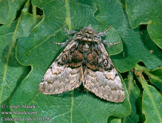 Colocasia coryli Nut-tree Tussock Haseleule Běloskvrnka lísková Penselugle Pähkinäyökkönen Noctuelle Coudrier Hazelaaruil Lazdyninis miškinukas Hasselmunkefly Połacica leszczynówka Mramorovka sivá Hasselfly Mogyoróbagoly Совка-шелкопряд