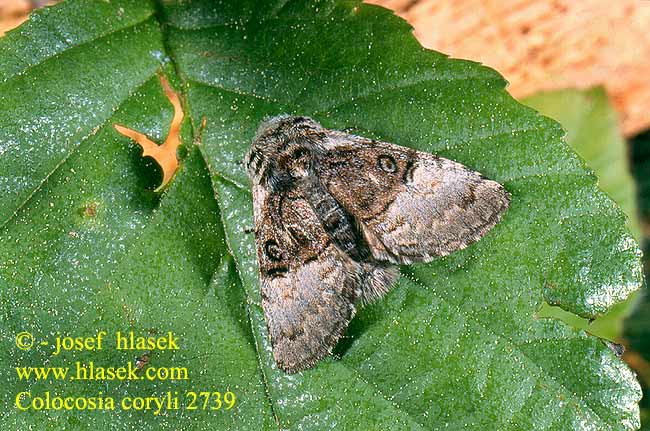 Penselugle Pähkinäyökkönen Noctuelle Coudrier Hazelaaruil Lazdyninis miškinukas Hasselmunkefly Połacica leszczynówka Mramorovka sivá Hasselfly Mogyoróbagoly Совка-шелкопряд Colocasia coryli Nut-tree Tussock Haseleule Běloskvrnka lísková