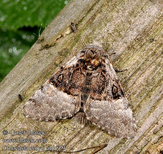 Hazelaaruil Lazdyninis miškinukas Hasselmunkefly Połacica leszczynówka Mramorovka sivá Hasselfly Mogyoróbagoly Совка-шелкопряд Colocasia coryli Nut-tree Tussock Haseleule Běloskvrnka lísková Penselugle Pähkinäyökkönen Noctuelle Coudrier