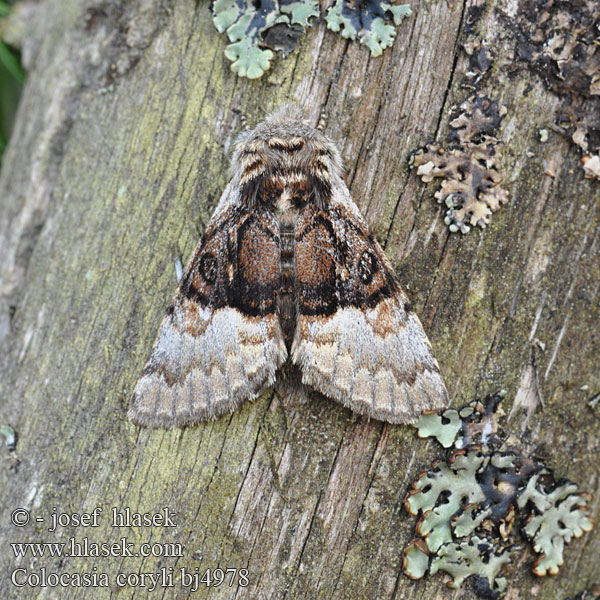 Połacica leszczynówka Mramorovka sivá Hasselfly Mogyoróbagoly Совка-шелкопряд Colocasia coryli Nut-tree Tussock Haseleule Běloskvrnka lísková Penselugle Pähkinäyökkönen Noctuelle Coudrier Hazelaaruil Lazdyninis miškinukas Hasselmunkefly