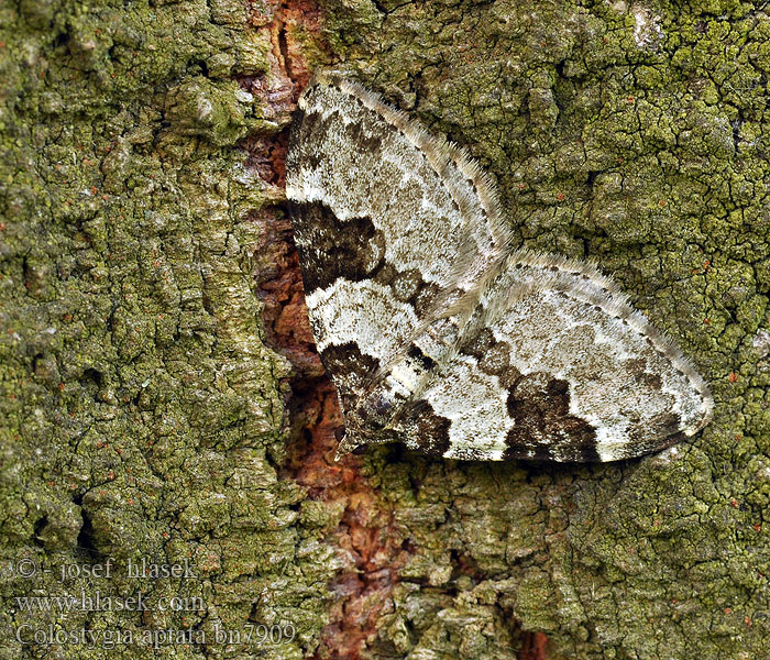 Colostygia aptata Grünbrauner Bindenspanner Piadivka alpská