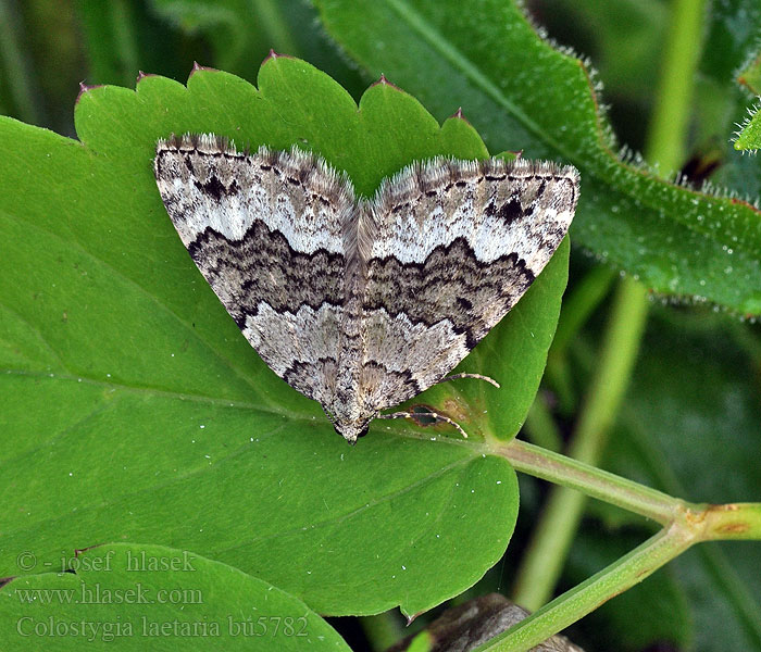 Colostygia laetaria larentiaria Baldrian-Bindenspanner