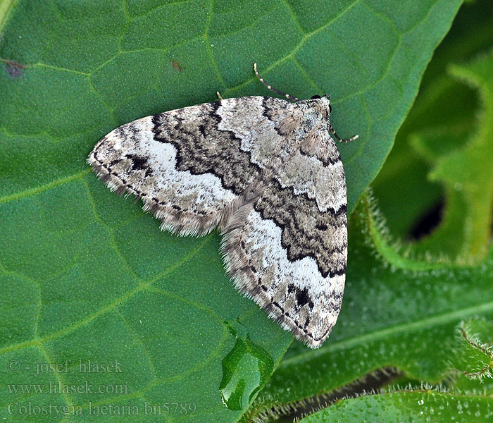 Colostygia laetaria larentiaria Cidarie joyeuse