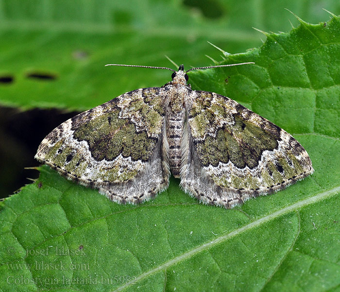 Colostygia larentiaria Baldrian-Bindenspanner