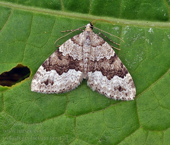 Colostygia larentiaria Cidarie joyeuse