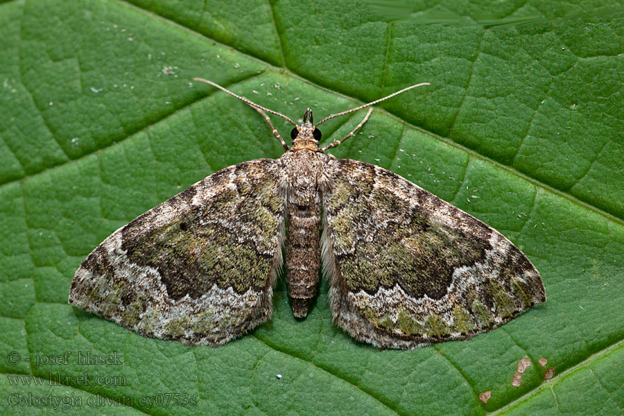 Bergwald-Blattspanner Píďalka olivová Colostygia olivata