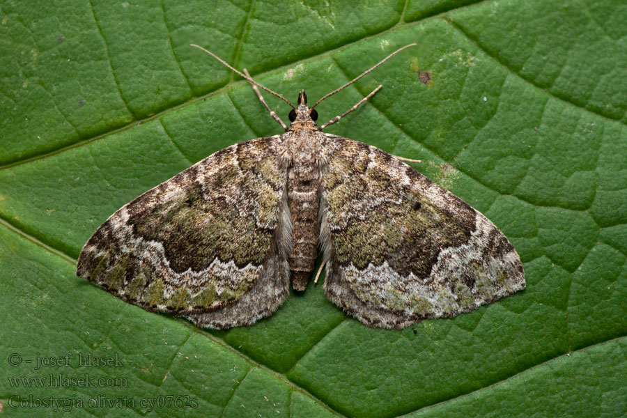 Beech-green Carpet Olivgrüner Colostygia olivata