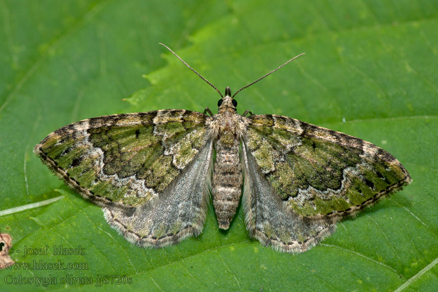 Colostygia olivata