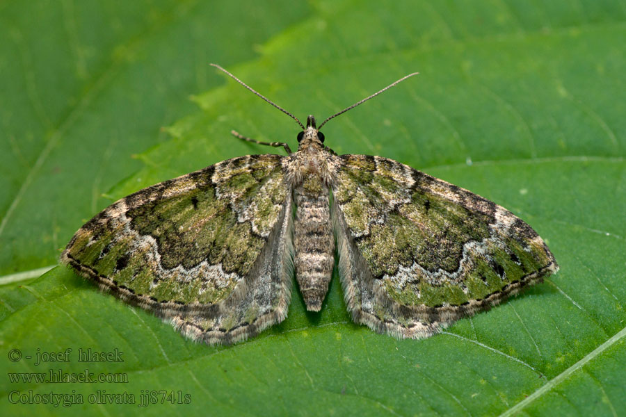 Colostygia olivata