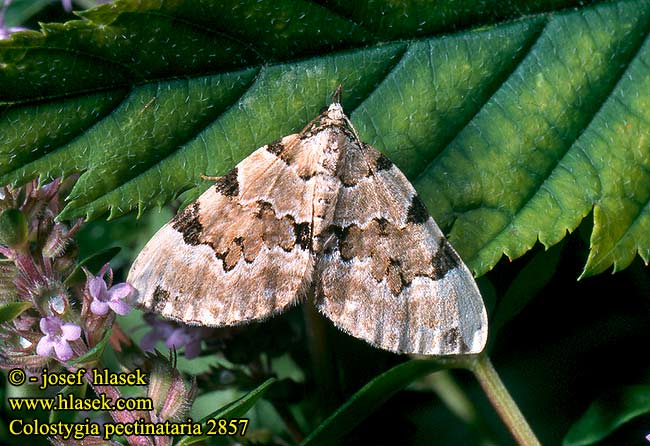 Colostygia pectinataria Green Carpet Braungrüner Píďalka zelená