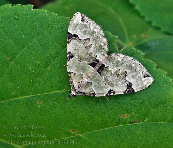 Colostygia pectinataria Braungrüner Waldwiesen-Blattspanner