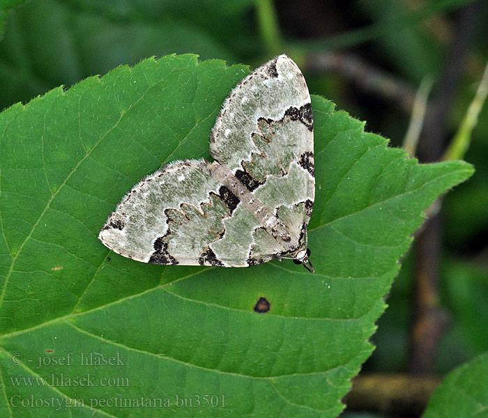 Colostygia pectinataria Gron bladmaler Kleine groenbandspanner