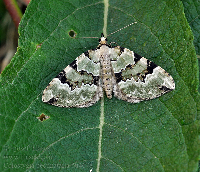 Colostygia pectinataria Grönaktig fältmätare Vihermataramittari