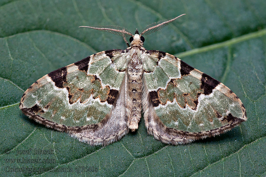 Píďalka zelená Colostygia pectinataria