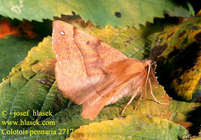 Colotois pennaria Haarrückenspanner Feathered Thorn