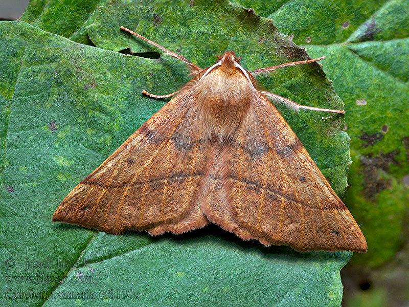 Haarrückenspanner Feathered Thorn Colotois pennaria