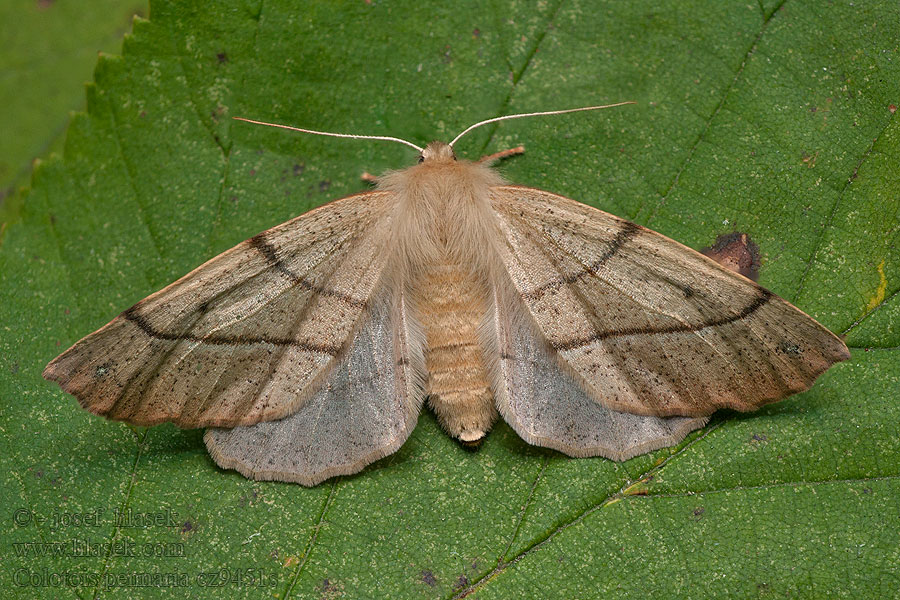 Colotois pennaria