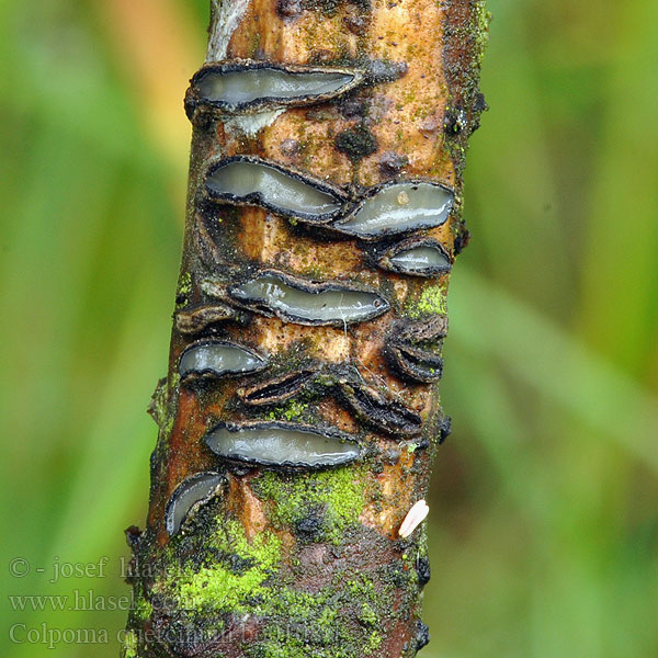 Colpoma quercinum Clitrhris Štěrbinatka dubová