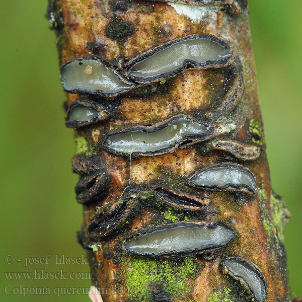 Colpoma quercinum Eichen-Schildbecherling Eikenspleetlipje