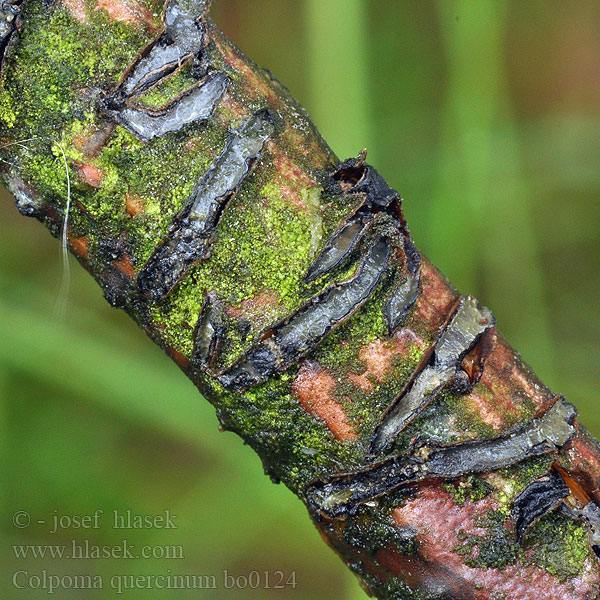 Colpoma quercinum Clitrhris Kolpóma dubová