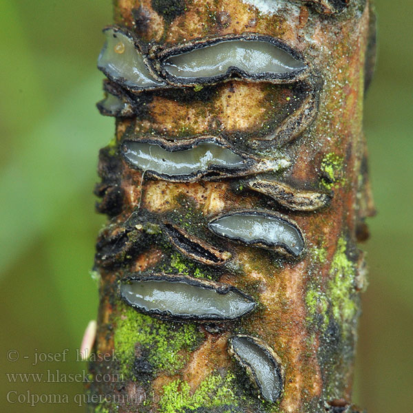 Colpoma quercinum Clitrhris Колпомовый некроз дуба