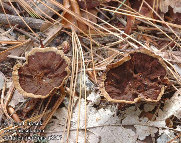 Coltricia perennis Almindelig sandporesvamp