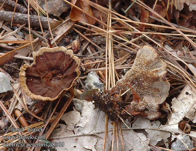 Coltricia perennis Polypore vivace Echte tolzwam