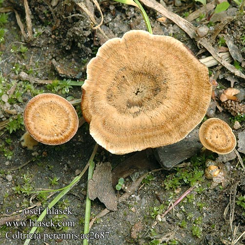 Coltricia perennis Dauerporling Stułka trwała