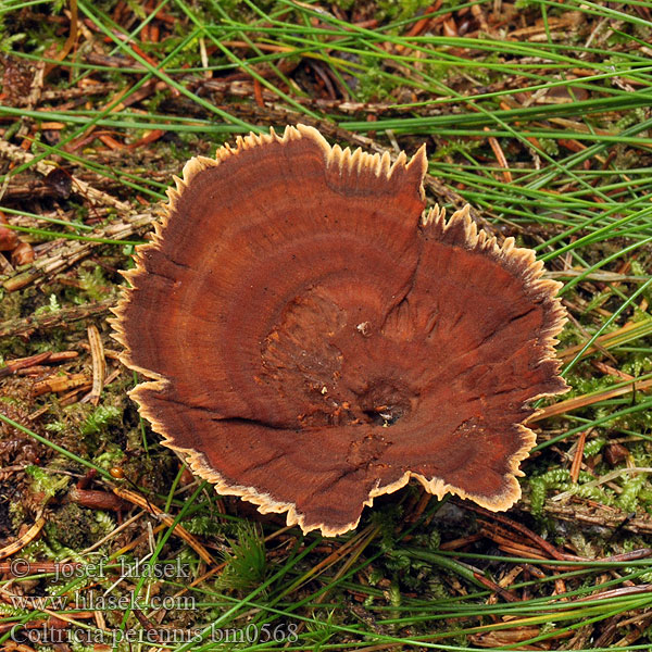 Kangaskääpä Polypore vivace