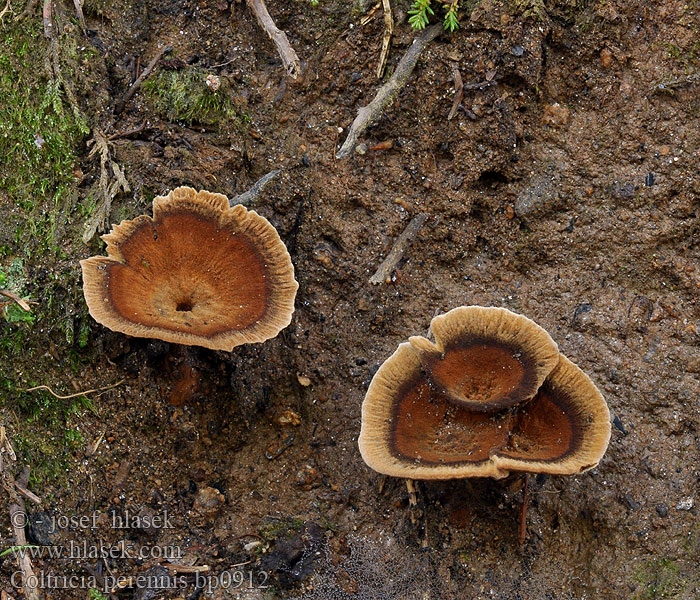 Coltricia perennis Dauerporling Stułka trwała