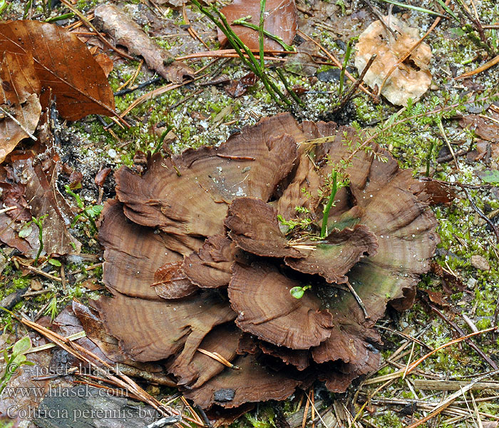 Ďubkatec pohárkovitý Coltricia perennis