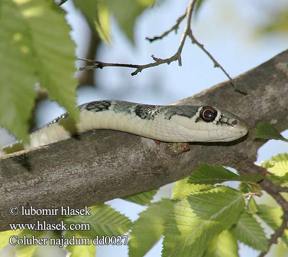 Coluber najadum dd0027 DE: Schlanknatter Steignatter Dahlsche Natter UK: Dahl's Whip Snake CZ: štíhlovka útlá TR: Ok yilani  Ince yilan SK: užovka štíhla HU: Kígyók Dahl-ostorsikló RU: Оливковый полоз